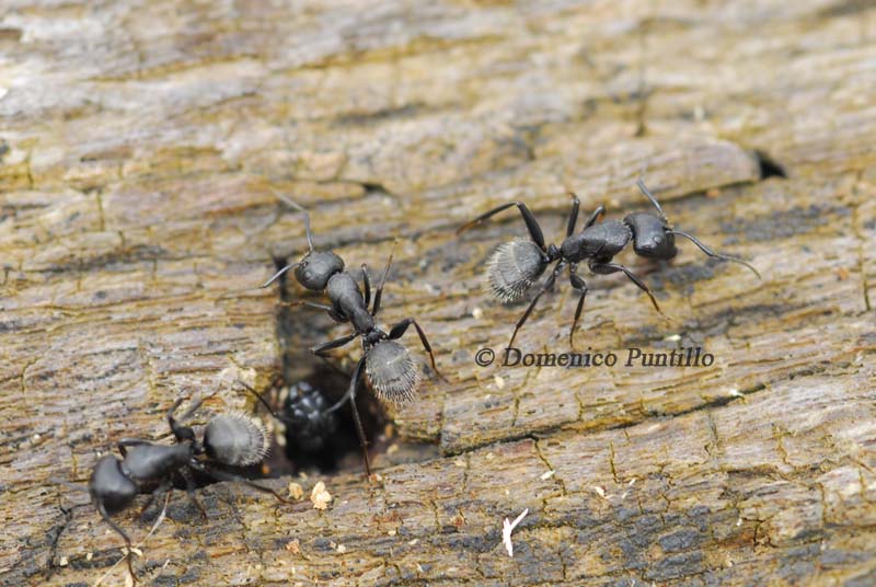 Camponotus vagus